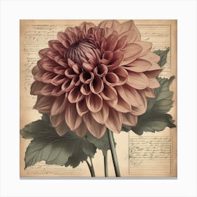 Dahlia Floral Botanical Vintage Poster 1 Canvas Print