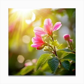 Pink Blossoms In The Sun Canvas Print