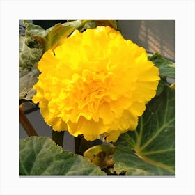 Yellow Geranium 1 Canvas Print