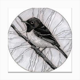 Black-Capped Chickadee Canvas Print