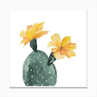 Botanical Illustration   Yellow Cactus Flower Canvas Print