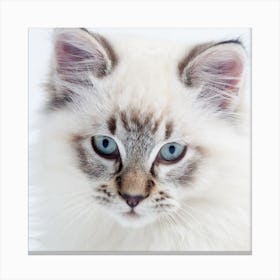 Portrait Of A Kitten Canvas Print