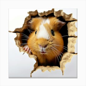 Guinea Pig Peeking Out Of Hole Canvas Print