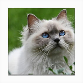 Blue Eyes Cat Canvas Print