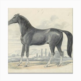 Egyptian Horse Canvas Print