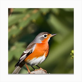 Robin 1 Canvas Print