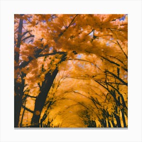 Autumn Trees Canvas Print