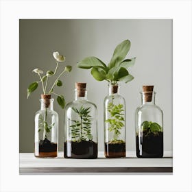 Terrariums 1 Toile