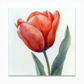 Red Tulip 1 Canvas Print