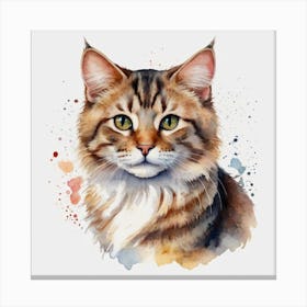 Coon Cat 1 Canvas Print