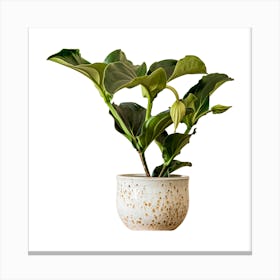 Potted Plant Canvas Print