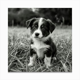 Black And White Puppy Canvas Print