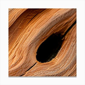 Close Up Of A Tree Trunk Canvas Print