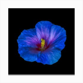 Blue Hibiscus Canvas Print