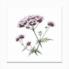 Flower of Verbena 1 Canvas Print