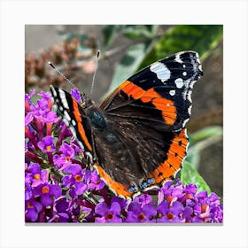 Red Admiral Butterfly Canvas Print