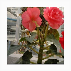 Begonias 10 Canvas Print