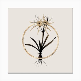 Gold Ring Streambank Spiderlily Glitter Botanical Illustration n.0339 Canvas Print