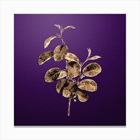 Gold Botanical Alpine Buckthorn Plant on Royal Purple n.1843 Canvas Print