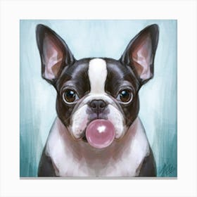 Boston Terrier With Bubblegum 3 Canvas Print