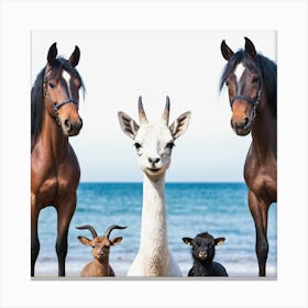 Llamas On The Beach Canvas Print