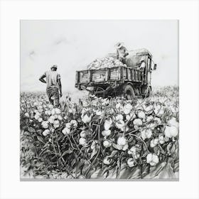 Cotton Field 2 Canvas Print