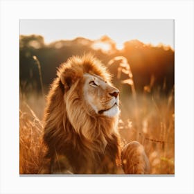 Regal Lion in Golden Light Canvas Print