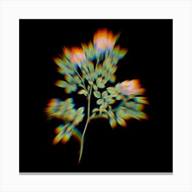 Prism Shift Rose Corymb Botanical Illustration on Black Canvas Print
