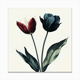 Two Tulips Canvas Print