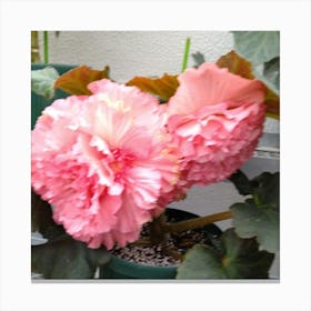 Pink Hibiscus 2 Canvas Print