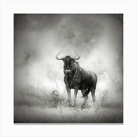 Wildebeest Canvas Print