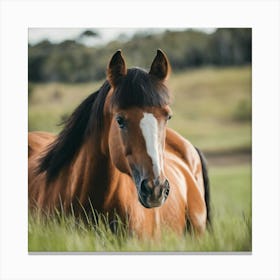 Horse In The Grass 1 Canvas Print