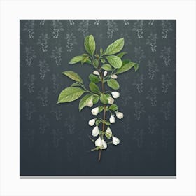 Vintage Mountain Silverbell Botanical on Slate Gray Pattern n.0434 Canvas Print