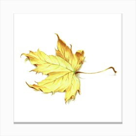 Yellow Maple Leaf Canvas Print