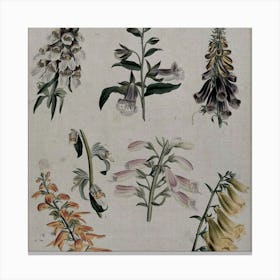 Foxgloves Canvas Print