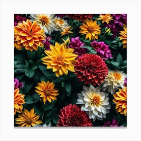 Dahlias Canvas Print