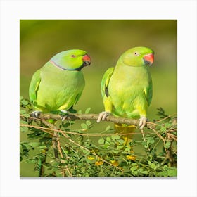 Beautiful green birds Canvas Print