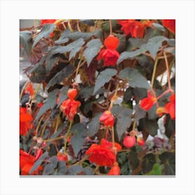 Begonia 7 Canvas Print