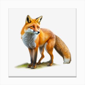 Foxy Fox Canvas Print