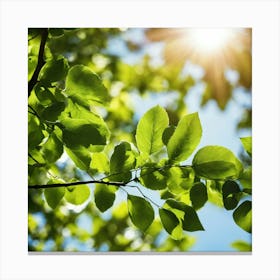 Sun Shining Through Green Leaves 1 Canvas Print