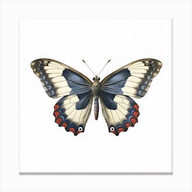 Butterfly 26 Canvas Print