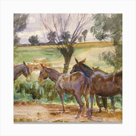 Donkeys In The Field Canvas Print