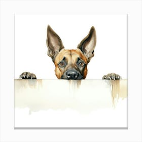 Belgian Shepherd Dog Canvas Print