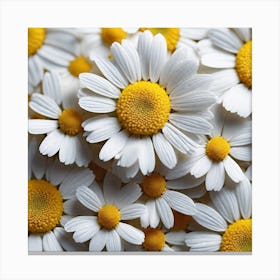 Close Up Of Daisies Canvas Print