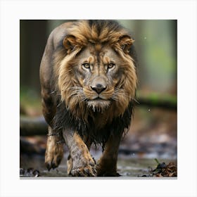 Lion Walking In The Forest 3 Canvas Print
