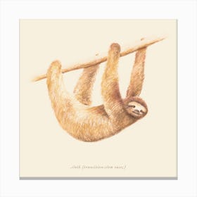 Sloth Canvas Print