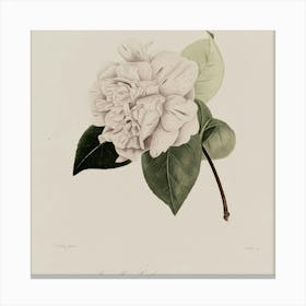 Camellia 4 Canvas Print