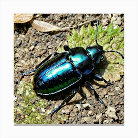 Beetle 5 Canvas Print