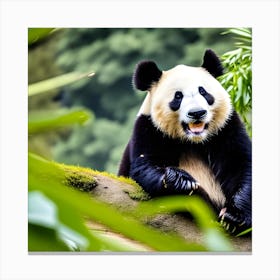 Panda Bear 2 Canvas Print