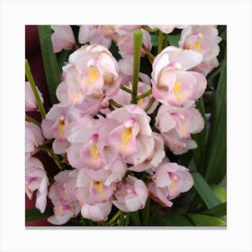 Orchids 19 Canvas Print